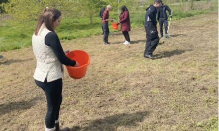 Rygor Group Invests in Wildflower Planting of local Areas